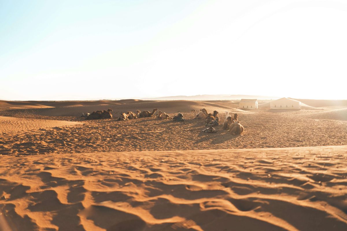 Marrakech to Zagora Desert Tour