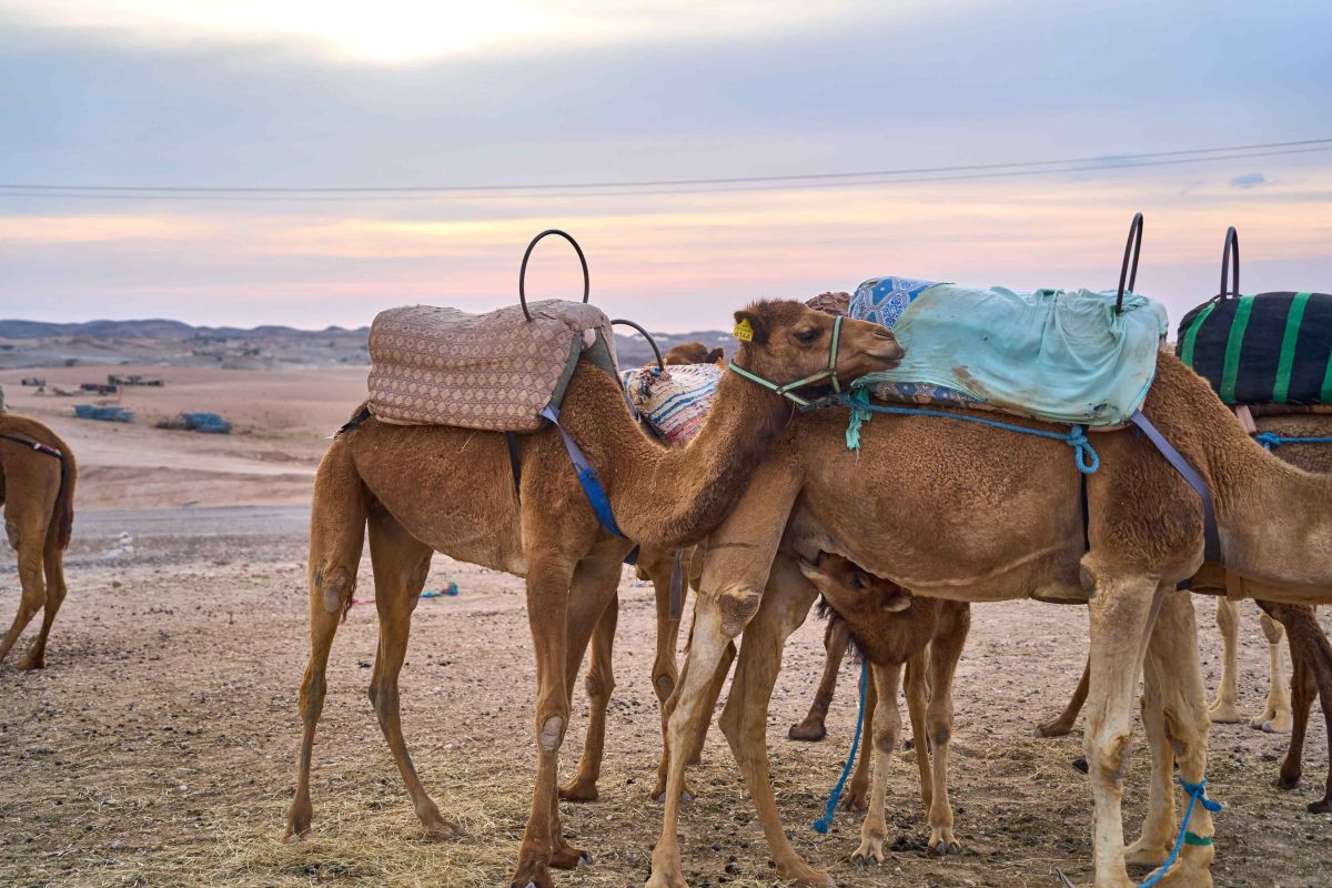 Camel Riding in Agafay Desert