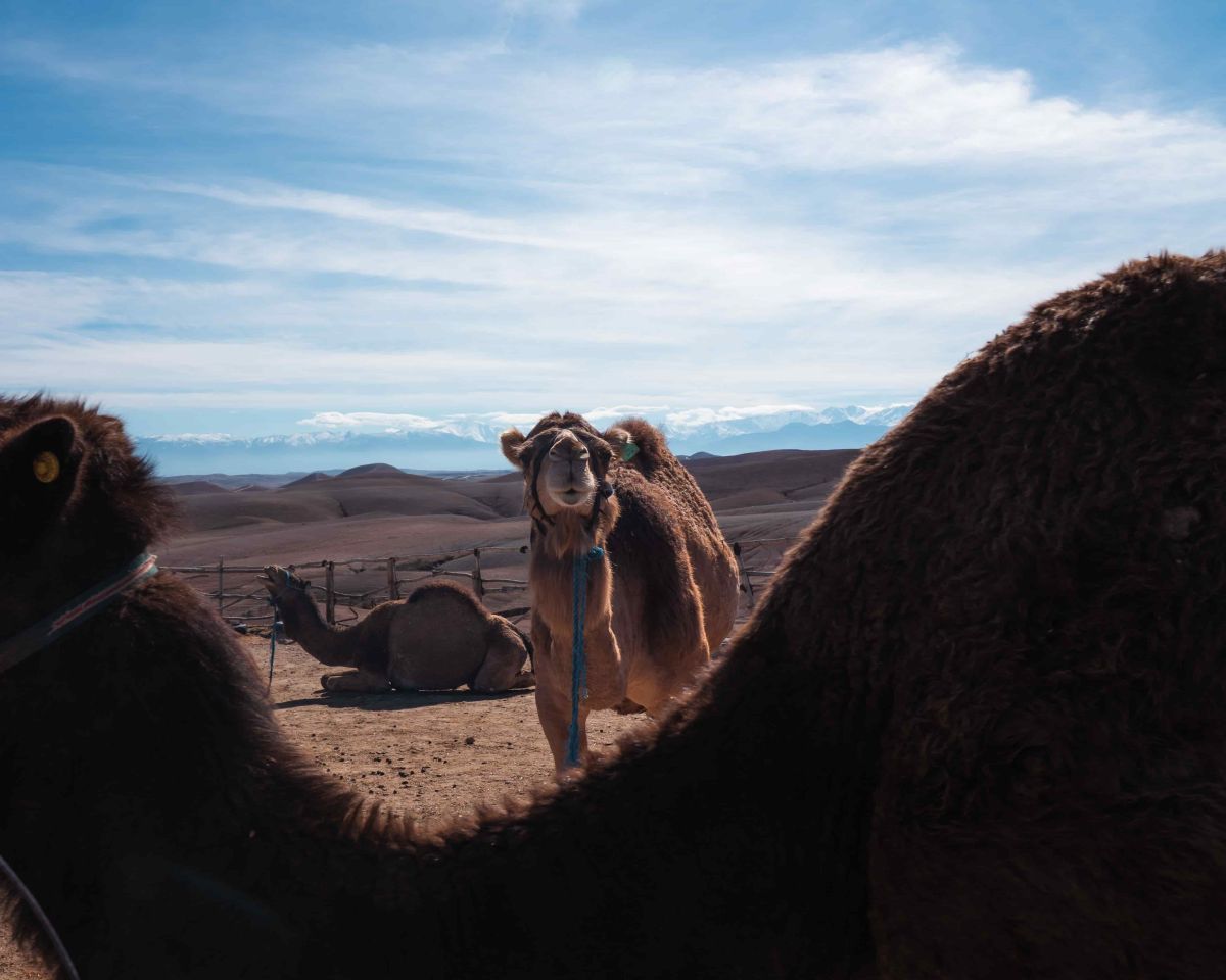 Camel Riding in Agafay Desert